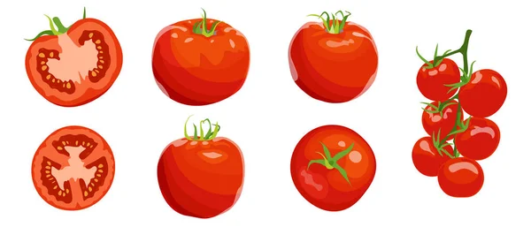 不同品种的西红柿 红色的西红柿 大小樱桃西红柿 色彩艳丽的多汁蔬菜在横断面上 载体在白色背景上分离图像 矢量说明 — 图库矢量图片