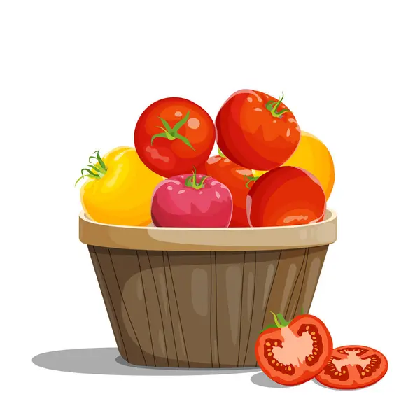 Tomates Diferentes Variedades Tomates Rojos Amarillos Apilan Una Canasta Vegetales — Vector de stock
