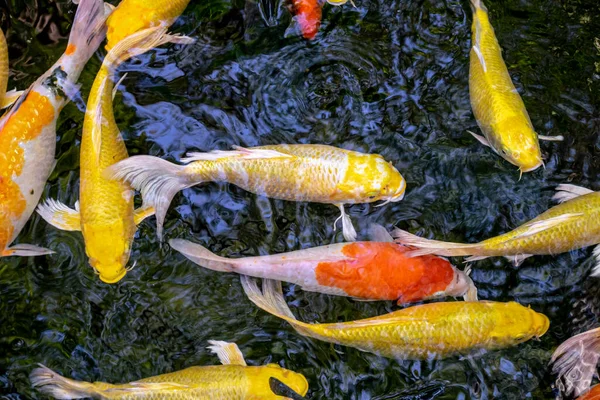 Японская Карп Рыба Красивая Средняя Красочная Азиатская Рыба Плавающая Прозрачном — стоковое фото