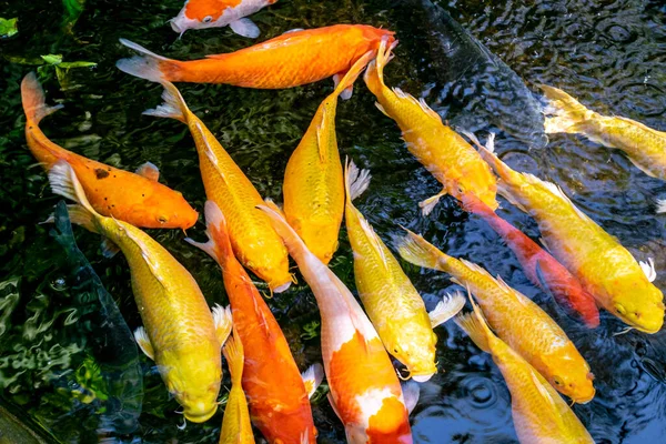 Японская Карп Рыба Красивая Средняя Красочная Азиатская Рыба Плавающая Прозрачном — стоковое фото