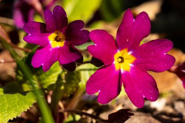 Close-up of two purple primrose flowers. Ground close up
