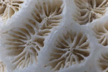 Taş bir mercanın iskeletinin makro görüntüsü.