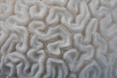 Taş gibi bir mercanın iskeletinin makro görüntüsü. Yüksek odak derinliği