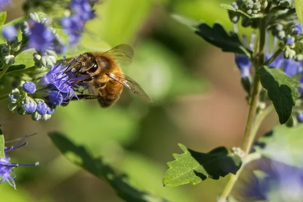 Μέλισσα Ένα Μπλε Λουλούδι Spiraea Λαμβάνεται Στον Κήπο Θολή Φόντο Εικόνα Αρχείου