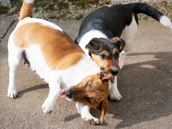Две Собаки Джека Рассела Дерутся Друг Другом — стоковое фото