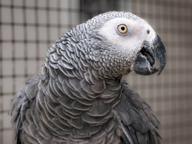Açık gagalı gri papağanın üst vücut portresi