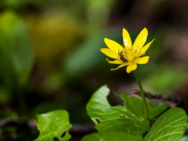 Stock image Yellow flower of a wood anemone with a wild bee