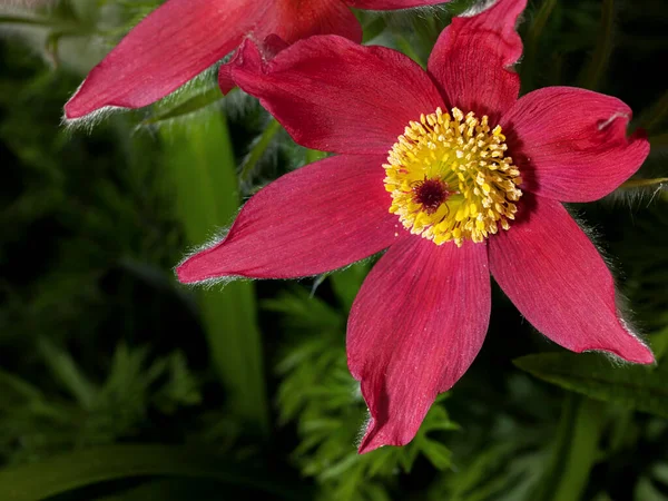 Macro Tiro Flor Flor Vermelha Flor Pasque — Fotografia de Stock