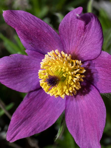 stock image Macro shot of purple blooming flower of pasque flower