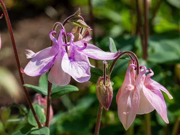 stock image beautiful, pink and purple columbine flowers, closeup