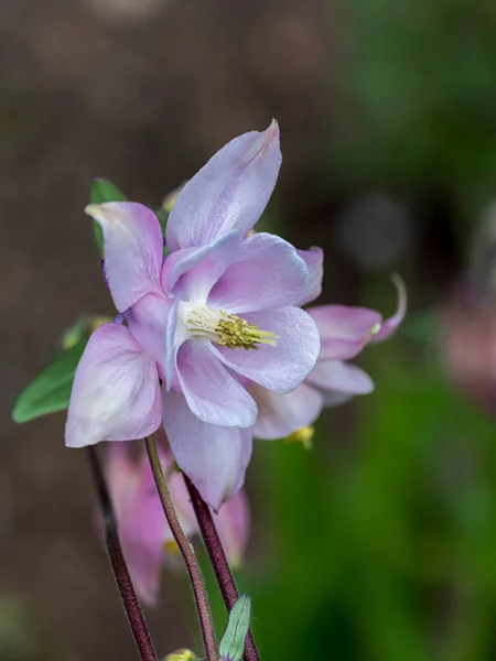 Schöne Nahaufnahme Einer Rosafarbenen Blume Eines Acelai Von Unten Seitwärts — Stockfoto