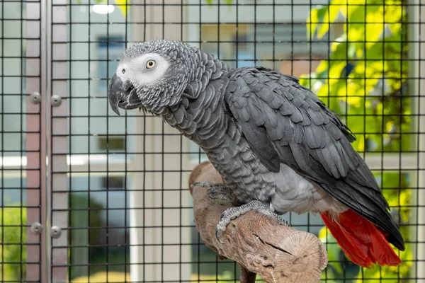Full Body Portrait Beautiful Gray Parrot Aviary — Stock Photo, Image