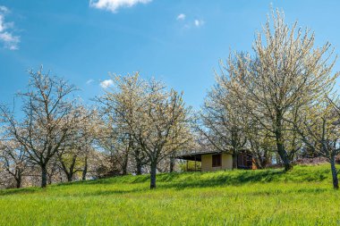 Kiraz çiçekli kiraz bahçesi.