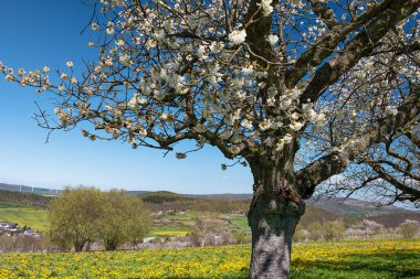 Karahindiba otlağında çiçek açan kiraz ağacı, arka planda kırsal bir manzara.