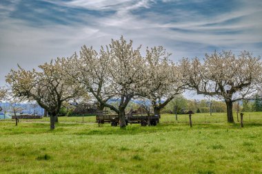 Old, blossoming cherry trees in a meadow with a harvest cart clipart