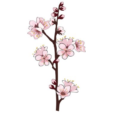 Bahar Sakura kiraz çiçeği açan dal elementi. Beyaz yapraklar, çiçekler, yapraklar. Vektör illüstrasyon arkaplanı, kart izole