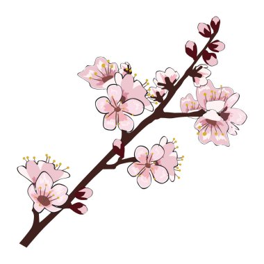 Bahar Sakura kiraz çiçeği açan dal elementi. Beyaz yapraklar, çiçekler, yapraklar. Vektör illüstrasyon arkaplanı, kart izole