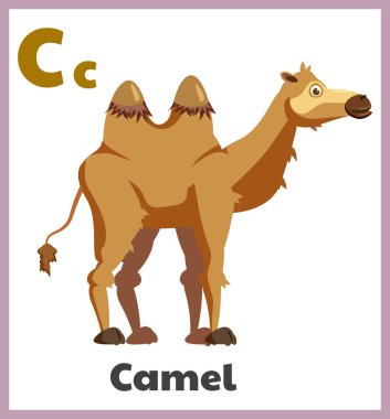 Deve harfi C İngilizce alfabe kartı çocuklar. Eğitim için hayvan bahçesi karakteri çizilmiş şirin bir el çizimi. Vektör çizimi izole edildi