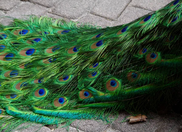 人行道上的孔雀尾巴 — 图库照片