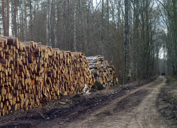 一堆堆被砍倒的树干和一片森林 崎岖的道路 — 图库照片