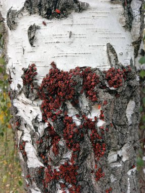 Pyrrhocoris apterus, huş ağacında tahtakurusu kümesi