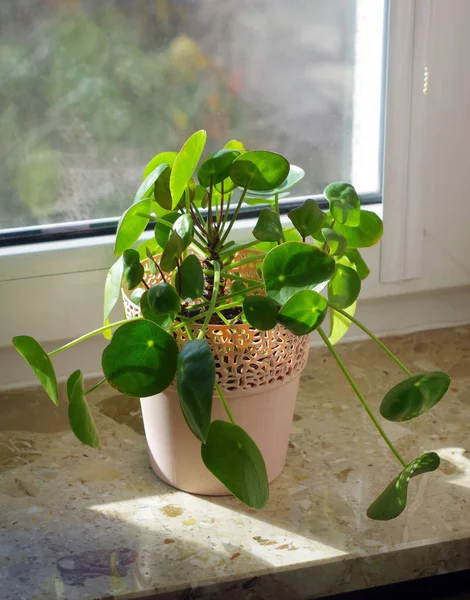 Pencere kenarında güneş ışığı altında Pilea peperomioidleri