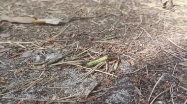 Forest ants transporting moth larva, green caterpillar.  Needles, forest litter