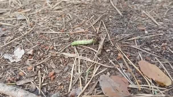 Forest Litter Ants Transporting Moth Larva — Wideo stockowe
