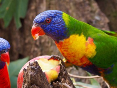 Active charming Rainbow Lorikeet with vibrant brilliant colored plumage.