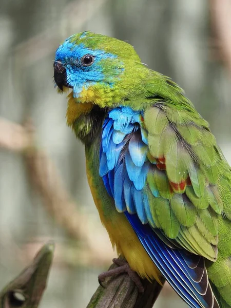 Sensational Charismatic Male Turquoise Parrot Vivid Brilliant Plumage — Stock Photo, Image