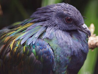 Göz kamaştırıcı parlak tüylü Nicobar Pigeon 'un yakın plan portresi..