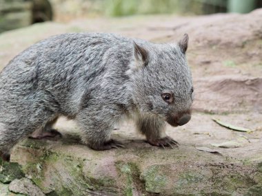 Enchanting delightful young Common Wombat with bright eyes and coarse fur. clipart