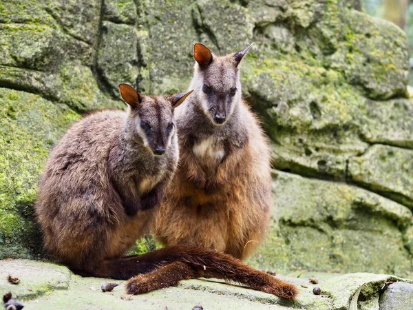 stock image Two elegant stylish Brush-tailed Rock-Wallaby's basking in the sun.