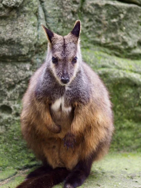 Ein Nahaufnahme Porträt Eines Eleganten Pinselschwanzfelsen Wallabys — Stockfoto
