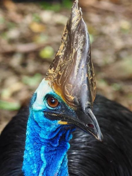 Closeup Portrait Striking Awesome Southern Cassowary Natural Beauty — Stock Photo, Image