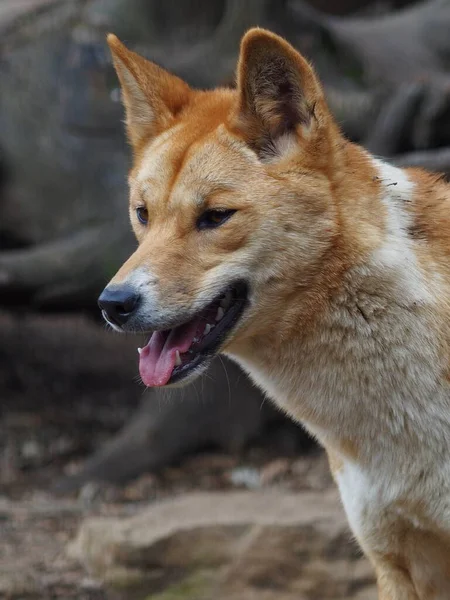 Closeup Portrait Sensational Stylish Elegant Dingo — Stock Photo, Image