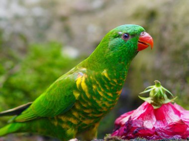 Wonderful enchanting Scaly-breasted Lorikeet in dazzling beauty. clipart
