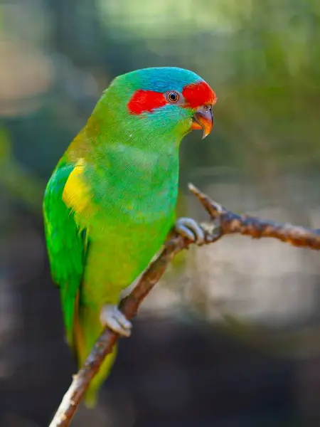 Büyüleyici Musk Lorikeet büyüleyici güzellikte.