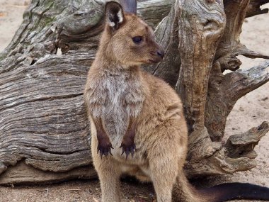 Wonderful attractive young Western Grey Kangaroo. clipart