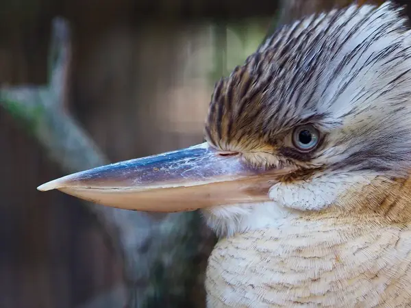 Mavi kanatlı Kookaburra 'nın yakın plan portresi..         