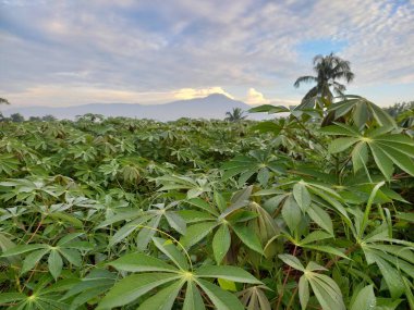 photo of a fertile cassava plant clipart