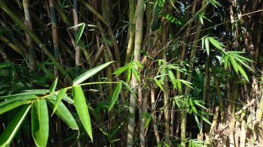 Yeşil bambu ormanları arka plan için uygundur
