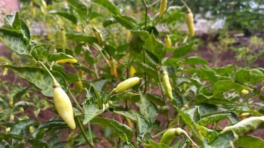 Photo of a chili tree bearing fruit clipart