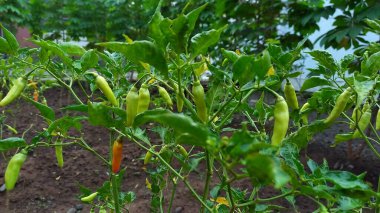 Ağır meyve veren kırmızı biber ağacının fotoğrafı