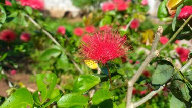 Photo of calliandra flowers blooming red clipart