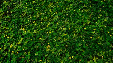 Güzel sarı çiçekli otlar arka plan için kullanılabilir