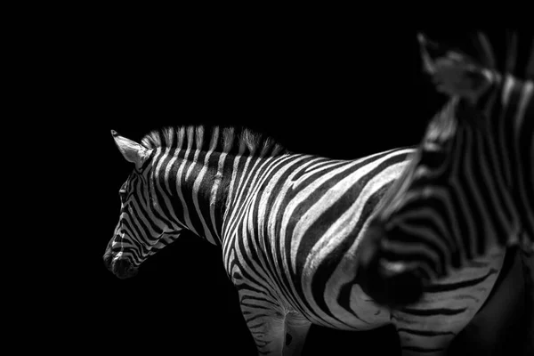 Зебри Відпочивають Чорному Тлі — стокове фото
