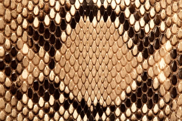 Slangenhuid Textuur Close — Stockfoto