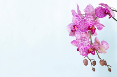 Beyaz arkaplanda pembe orkide
