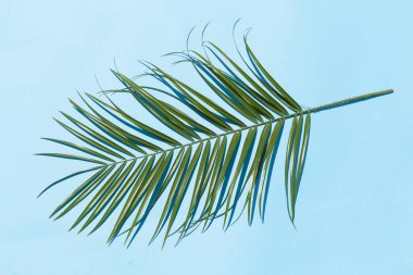 Mavi arkaplanda, gölgeli palmiye yaprağı